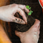 苗種根部水平放置於黑軟盆口，將調(diào)配好的介質(zhì)土壤裝進(jìn)盆內(nèi)，並適當(dāng)敲盆，讓土壤不過(guò)於緊密。
