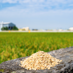 綿延近2.6萬坪的契作面積，從翠綠秧苗到金黃稻浪，是農(nóng)友們?nèi)杖招羷诔删偷呢S碩果實(shí)，更多是對(duì)這片土地的溫柔與敬愛。