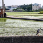 望眼過去，綠油油一片片的秧苗，每一株都是農(nóng)民們辛苦的付出，散發(fā)著土壤、秧苗、陽光交織的香味，也是小夜鷺日常生活的棲地。