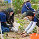 種下榕屬植物，富含水份及乳汁、枝葉茂密、遮陰度高，可抑制大黍草生長，防火林帶不僅兼顧山坡地的防火，更可恢復(fù)生物多樣性及森林植群。