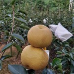 「吾家有梨初長成」！卸下袋裝的它，碩大的體型看來相當(dāng)顯眼，難怪被農(nóng)家一眼相中：就決定是你們了，我將帶你們到每一位值得接受祝福的人手中。