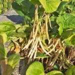 待紅豆莢成熟，農民才可一一採收，撥開豆莢挑選出飽滿漂亮的豆籽。