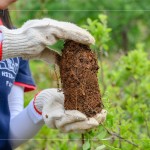 將樹苗種至植穴前，先將土球盤根的部分舒展開，以利樹苗種植後的根系發(fā)展。