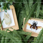 體驗活動—手作植物昆蟲，透過不同的自然素材，搭配敏銳觀察力，著手製作獨一無二的專屬工藝品。