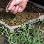 『小小的秧苗寶寶』，夏天需要蓋網(wǎng)子防止曬傷，冬天需要蓋不織布被子防止凍傷，並防止蟲害，是農(nóng)民們寶貝的囡仔，悉心的呵護著。