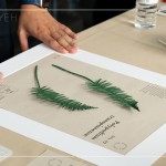 將紙蕨黏至底紙上，再黏上裱框紙，裱成框畫，增添深度感，作為家中裝飾，妝點綠意。