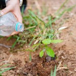 脫離盆栽後，最後一次的人為澆水，回歸大自然後，就需靠樹苗們獨(dú)立生長，吸收大自然的陽光、雨水，期盼健康長大。