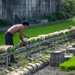 一捲捲的秧苗，在秧苗輸送機上，方便農(nóng)民從較遠處的秧苗場輸送，可節(jié)省人力與時間。