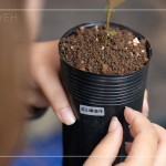 將大肚山原生種的植物標籤貼於黑軟盆上緣，方便隨時記錄成長大小與數(shù)量。