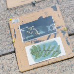 將擺放好素材的明信片，曝曬在太陽下約5~6分鐘，被植物與花卉覆蓋的部分將呈現(xiàn)白色，而未覆蓋的區(qū)域則會(huì)顯現(xiàn)出深邃的藍(lán)影。