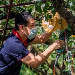 新業(yè)起一大早，加入採(cǎi)梨的行列，使用專(zhuān)用電剪剪梨，一手扶住梨子底端，一手將剪刀口對(duì)準(zhǔn)梨子的枝枒，使樹(shù)枝應(yīng)聲而斷，加快採(cǎi)收的效率。（圖為新業(yè)建設(shè)邱正光副總經(jīng)理）