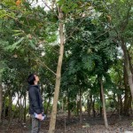 新業(yè)選樹條件相當(dāng)多，像這棵大花紫薇要看花期、排水率與落葉狀況，希望能提供住戶最理想愜意的森活環(huán)境。