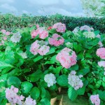 初綻的繡球花如戀愛中的少女，輕輕地聆聽花語(yǔ)，低低地訴說(shuō)柔情…。