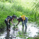 當(dāng)天除了撿拾垃圾，也將河裡的外來種植物移除，水芙蓉、布袋蓮──過去因為花形美麗而被引進臺灣，如今過度的繁殖影響水流，也排擠原生物種的棲息環(huán)境。