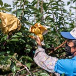 採(cǎi)收時(shí)，農(nóng)民滿(mǎn)懷期待的拆開(kāi)套袋，看到了一顆顆健康飽滿(mǎn)的梨子，這一年多少的辛勞都值得了！