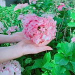 因繡球花一蒂有八蕊，狀似八仙相聚，因此獲「八仙花」之名。