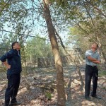 簡(jiǎn)福榮總經(jīng)理（圖右）與吳志輝建築師（圖左），各自從不同方向繞樹觀察評(píng)估，並想像著未來住戶在樹下抬頭望見的景象。