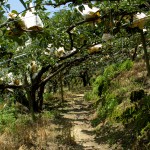 穿梭在園裡的小徑，放眼望去都是一包包的梨子，套袋的用意是為了讓梨子們更牢固的成長(zhǎng)，也防止鳥(niǎo)兒與蟲(chóng)兒的光顧。