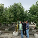 替樟樹量量身高，掌握生長狀況。