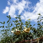 山嵐、雲(yún)霧、烈陽(yáng)、雨霖的相伴，遍部在山間園裡，是一包包、一串串的結(jié)晶。