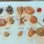 這些小小果實(shí)種子您認(rèn)得哪些呢？