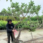 雀屏中選後的白水木，在腰間綁上紅絲帶作為標(biāo)示，「歡迎加入新業(yè)的大家庭，今後也要好好生長喔！」