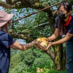 新業(yè)同仁小心翼翼地捧住梨子，遞給下方的守門(mén)員，就像是心傳心，默契盡在不言中。