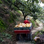隨著搬運(yùn)車(chē)的引擎轟隆隆地發(fā)動(dòng)，行駛在山間顛簸的小徑上，已被裝箱的梨子正準(zhǔn)備滿(mǎn)載而歸。