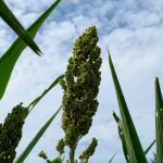 在晴空萬(wàn)里微風(fēng)輕輕吹拂下，結(jié)實(shí)累累的高粱穗花在風(fēng)中恣意地?fù)u擺，是舒爽怡人的金門(mén)日常。