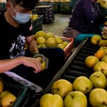 年復(fù)一年承擔(dān)著梨群的重量，進(jìn)行拆袋剪枝的程序，熟練的做著熟悉的步驟，將一顆顆的梨子剪枝後成箱，準(zhǔn)備進(jìn)行到分級(jí)的階段。