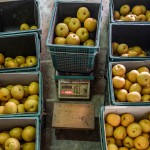 將每一顆梨子分級(jí)到屬於自己的舒適圈，每一個(gè)步驟都是手的溫度，感受與梨子密不可分的餘韻。