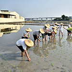 雖然插秧是同仁們的第一次，但看起來(lái)有模有樣，我們也體會(huì)到農(nóng)夫的辛苦了。