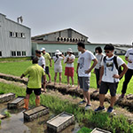 不光白白體驗(yàn)插秧，也要詳細(xì)了解生產(chǎn)稻米的來(lái)龍去脈。