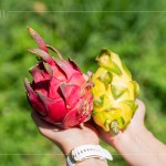 火龍果屬於外來品種，最早是由荷蘭引進，產(chǎn)季為每年三月到十一月，當(dāng)天品嚐『紅皮紅肉種』、『紅皮白肉種』，以及產(chǎn)量較少但甜度更高的『黃皮白肉種』。