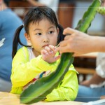 擷取火龍果的一小段莖，近距離觀察表面的尖刺、外觀紋理，經(jīng)由觸摸連結(jié)植物的生長記憶。