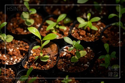 大肚山天然林復(fù)育_行動(dòng)公益｜生生不息_永恆的森林