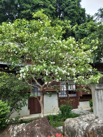 流蘇花季，帶來(lái)一場(chǎng)浪漫的四月雪