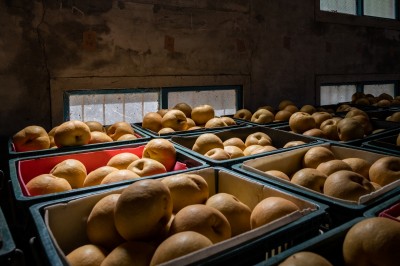 新業(yè)心故事｜與梨共好，與梨相遇