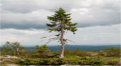 一顆樹(shù)擁有9500年的樹(shù)齡...您相信嗎?